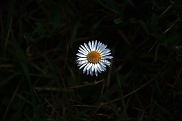 花卉,陰影,黃