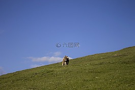 母牛,牧場,草甸