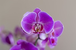 蘭花,花,植物