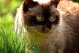 英国短毛猫,猫,mieze