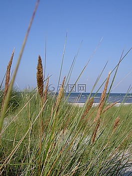 波羅的海,海灘,草