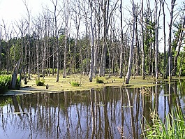 沼澤,樹木,水