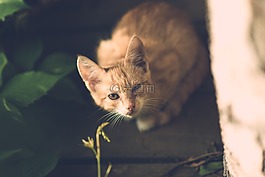 貓,眼,受傷