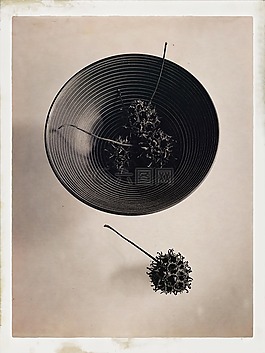 碗,音,植物