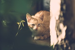 貓,眼,受傷