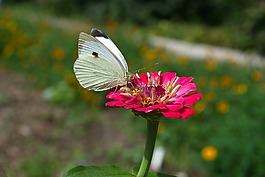 蝴蝶,鮮花,夏季