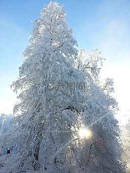 冬天,太陽,樹