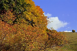 樹,秋,山