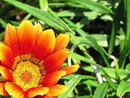 橙花,性質(zhì),花的領域