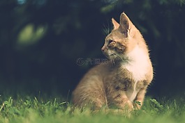 猫,村,酿酒