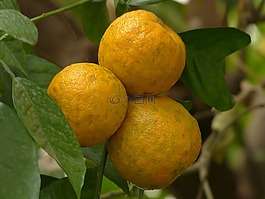 林德,水果,苦橙
