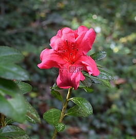 落入杜鹃花,映山红,灌木