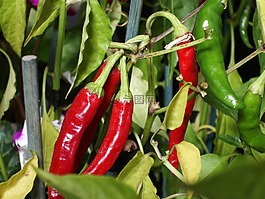 辣椒,植物,蔬菜