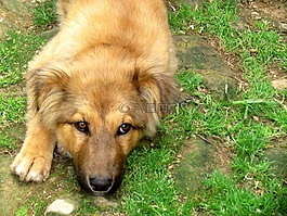 德國牧羊犬,狗,家畜