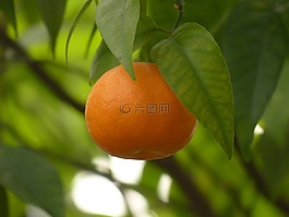 普通話,水果,樹