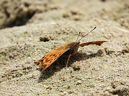 蝴蝶,沙,海灘