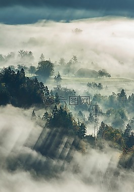 霧,樹(shù),植物