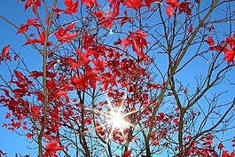 太陽,秋季,紅色