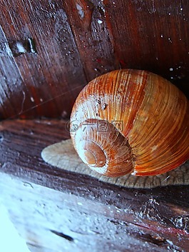 蝸牛,海螺,木