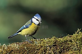 山雀 modra,鳥,苔蘚