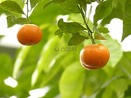 普通話,橙,樹
