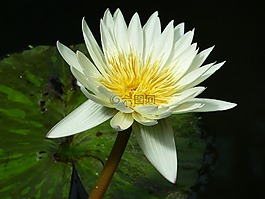 睡莲,白,水生植物