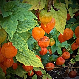性質(zhì),觀(guān)賞植物,lampionblume
