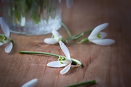 斯諾德羅普,花,春天的花