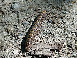 卡特彼勒,動物,昆蟲