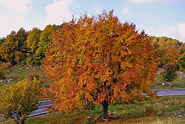 樹,秋,山