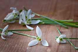 斯諾德羅普,春天的花朵,早布盧默