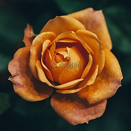 玫瑰,花卉,鮮花