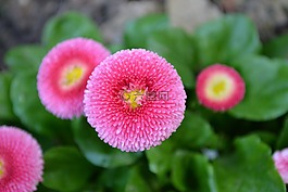 黛西,常年雏菊,贝利 perennis