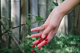 手,漿果,花園