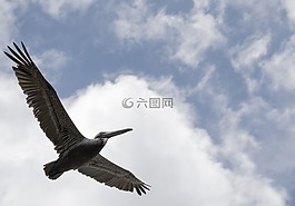 鳥,自然,戶外