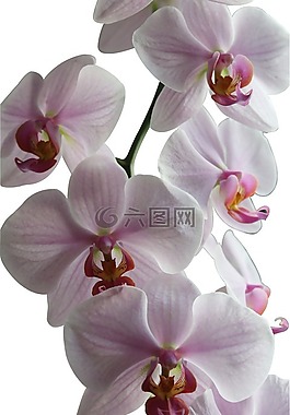 蘭花,鮮花,花