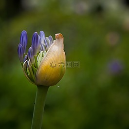 花,繭,開放