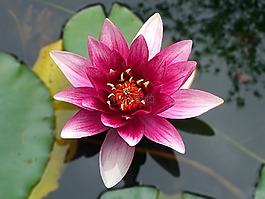 花,蓮花,水百合