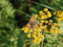 春天,蝴蝶,花卉