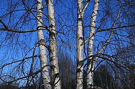 birch,樺木,樹