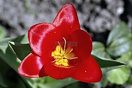 郁金香,紅色,內(nèi)部