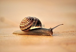 蝸牛,房子,爬網(wǎng)