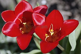 郁金香,紅色,內(nèi)部