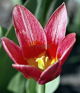 郁金香,紅色,內(nèi)部
