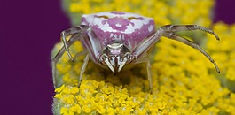 自然,花,昆蟲