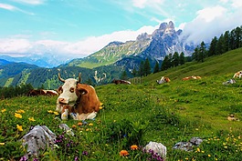 母牛,景觀,山