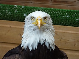 捕食鳥,鷹,鳥