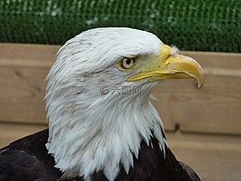 捕食鳥,鷹,鳥