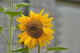 向日葵,花,花瓣