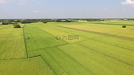 稻田,綠色的田野,空氣